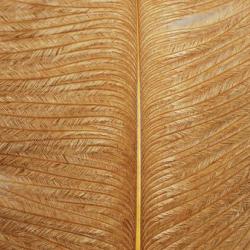 Autruche herls sur tige ginger 3