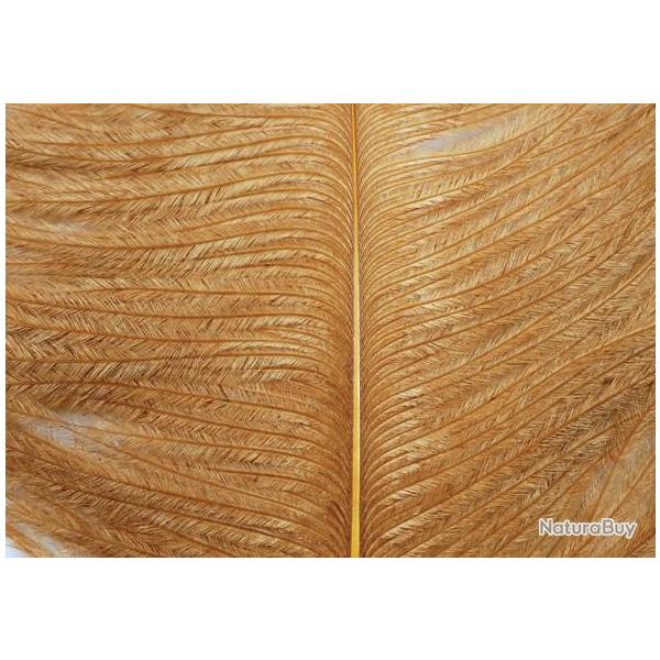 Autruche herls sur tige ginger 3