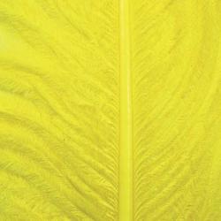 Autruche herls sur tige jaune 7