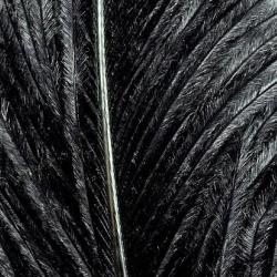 Autruche herls sur tige noir 11