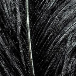 Autruche herls sur tige noir 11