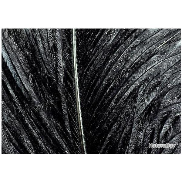 Autruche herls sur tige noir 11