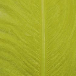 Autruche herls sur tige olive