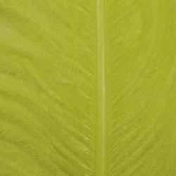 Autruche herls sur tige olive