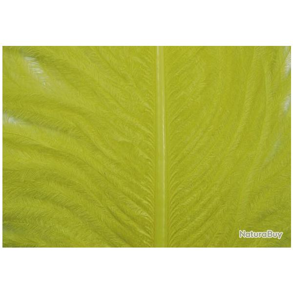 Autruche herls sur tige olive