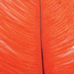 Autruche herls sur tige orange 9