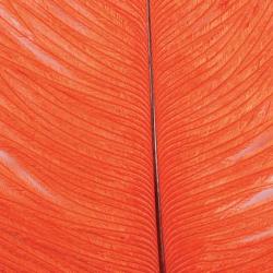 Autruche herls sur tige orange 9