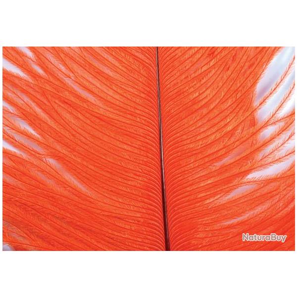 Autruche herls sur tige orange 9