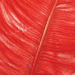 Autruche herls sur tige rouge 8