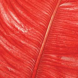 Autruche herls sur tige rouge 8