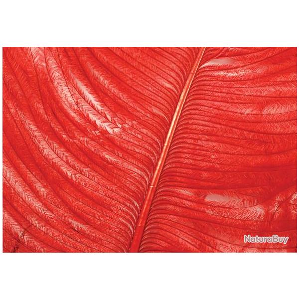 Autruche herls sur tige rouge 8