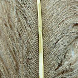 Autruche herls sur tige tan 1