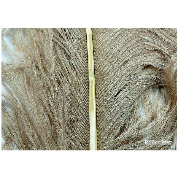 Autruche herls sur tige tan 1