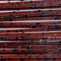 Sililegs marron paillet&eacute; noir