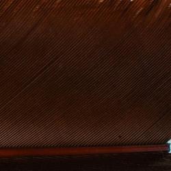 Condor substitut Marron