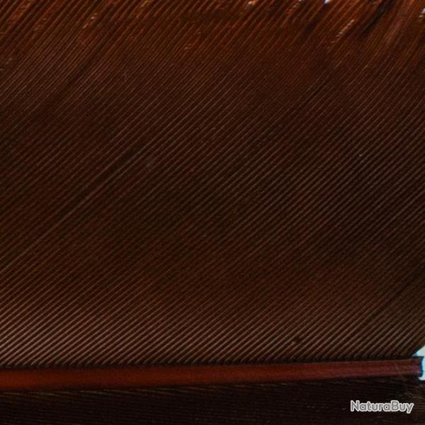 Condor substitut Marron