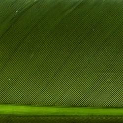 Condor substitut Dark olive