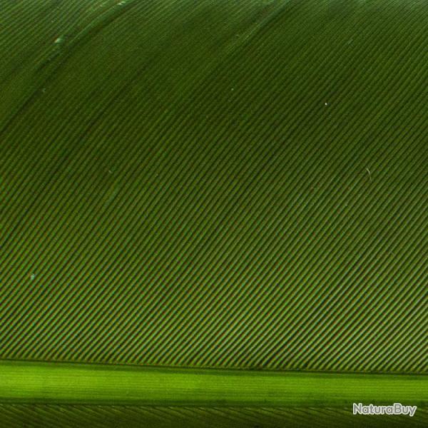 Condor substitut Dark olive