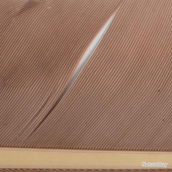 Condor substitut Dark tan