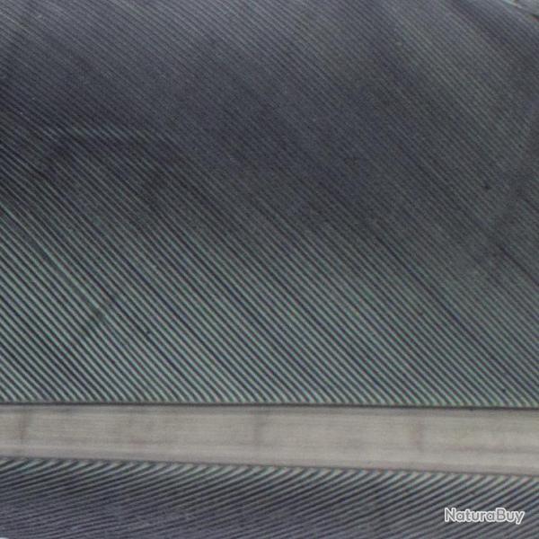 Condor substitut Gray