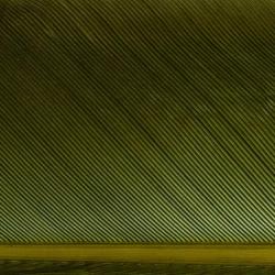 Condor substitut Olive