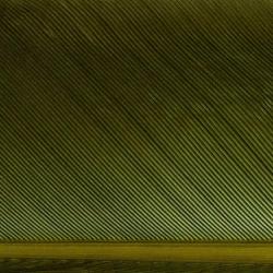 Condor substitut Olive