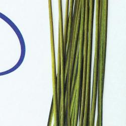 Quill de paon &eacute;barb&eacute;s Green (vert)