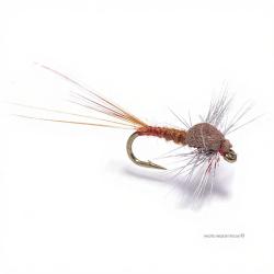 Mouche Igor et Nadica Stancev sherry spent H18
