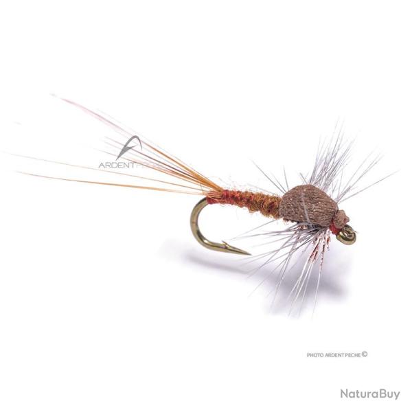 Mouche Igor et Nadica Stancev sherry spent H18