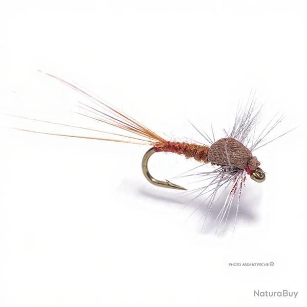 Mouche Igor et Nadica Stancev sherry spent H18