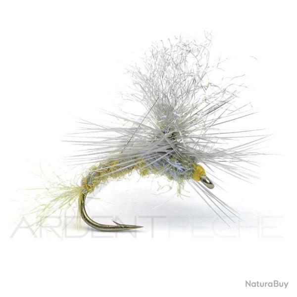 Mouche Igor et Nadica Stancev Para �mergente BWO H16