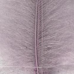 Cul de canard DEVAUX select BLUE SPINNER