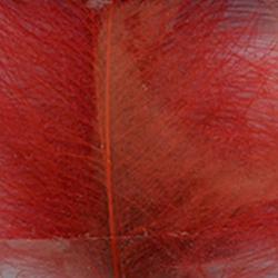 Cul de canard DEVAUX select rouge