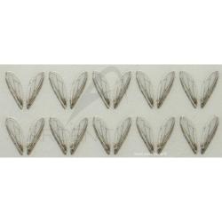 Ailes r&eacute;alistes Bottle fly wings petites