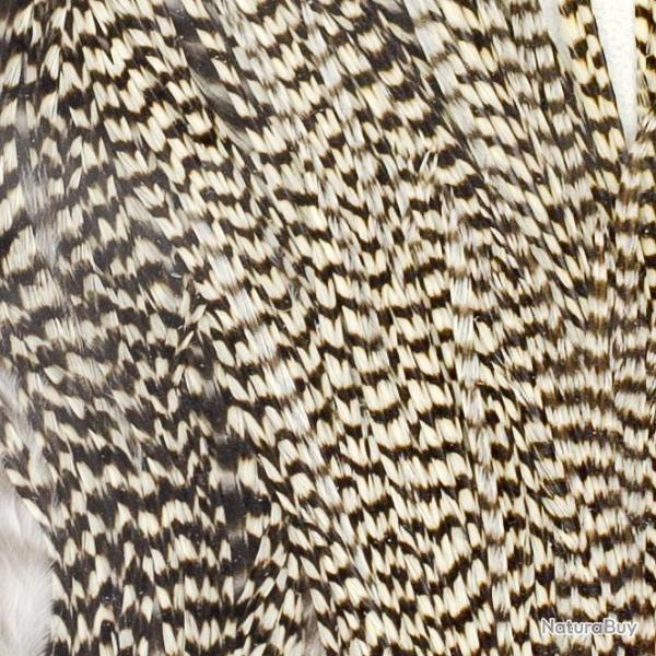 Demi selle de coq grizzly naturelle