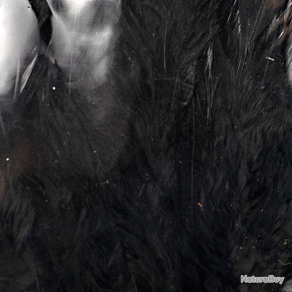 Plumes de saddle Noir