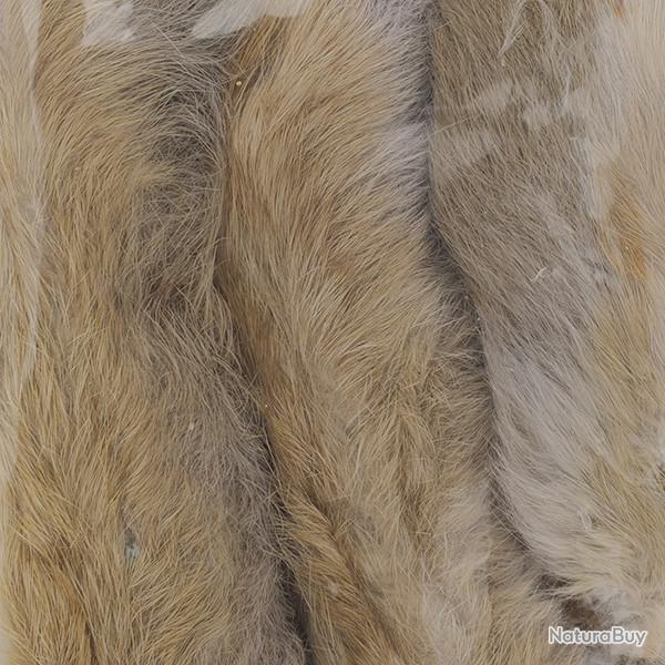 Patte de lapin des neiges Gris