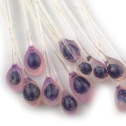 Yeux epoxy de crabes Crevette pupille noire