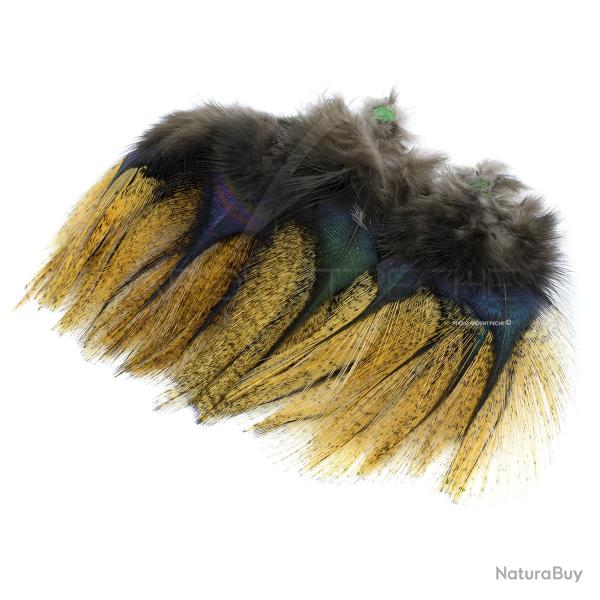 Plumes Pardo Florian Stephan grade 2 Flor d�escoba