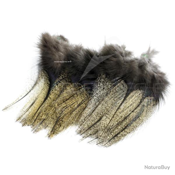 Plumes Pardo Florian Stephan grade 2 M�dio