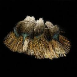 Plumes Pardo SELECT grade 1 encendido