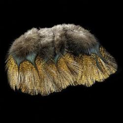 Plumes Pardo SELECT grade 1 flor de escoba