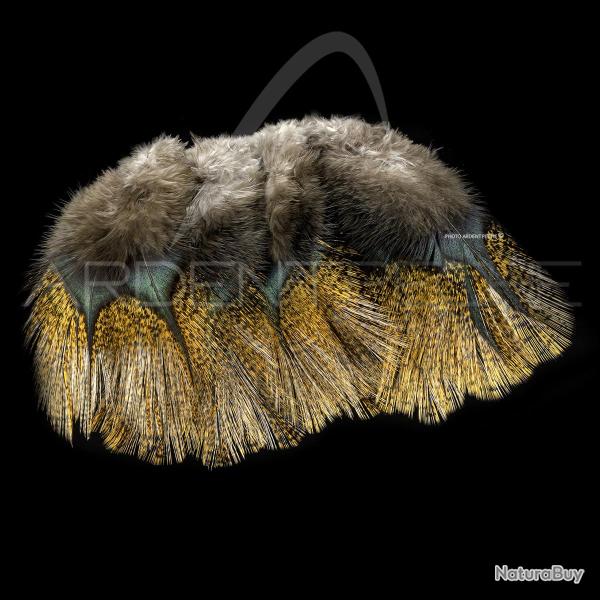 Plumes Pardo SELECT grade 1 flor de escoba