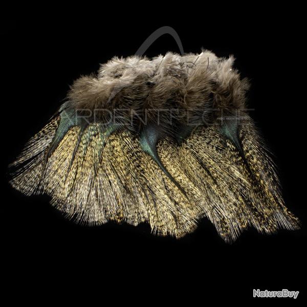 Plumes Pardo SELECT grade 1 aconchado