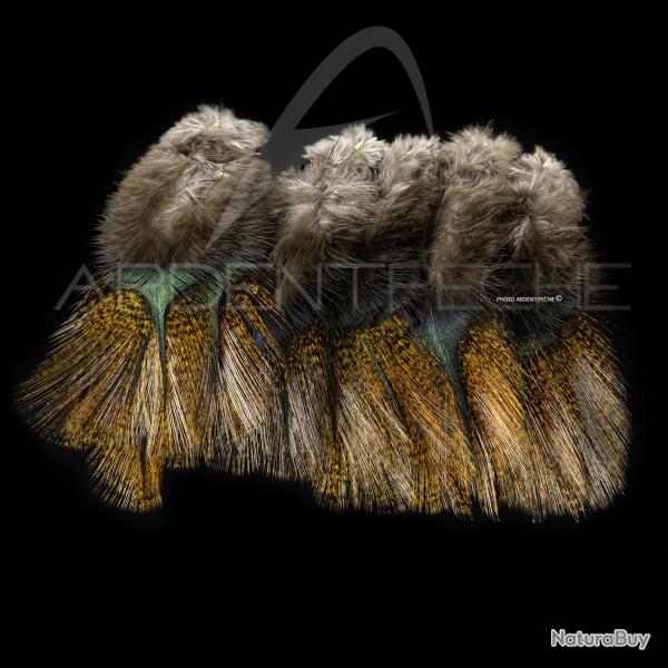 Plumes Pardo SELECT grade 2 encendido