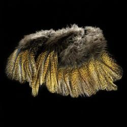 Plumes Pardo SELECT grade 2 flor de escoba