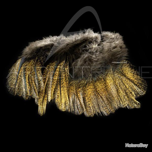 Plumes Pardo SELECT grade 2 flor de escoba