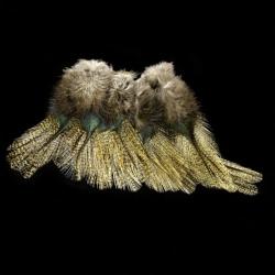 Plumes Pardo SELECT grade 2 corzuno m&eacute;dio