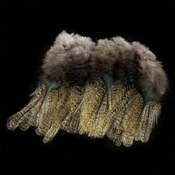 Plumes Pardo SELECT grade 2 aconchado
