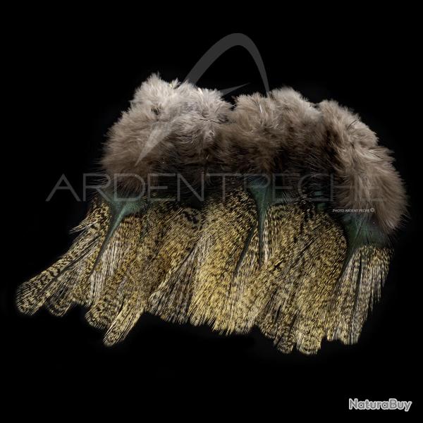 Plumes Pardo SELECT grade 2 aconchado
